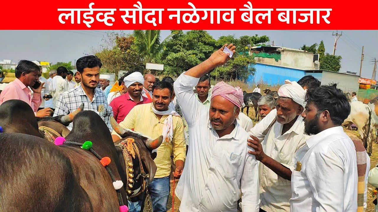 नळेगाव बैल बाजारातील खतरनाक सौदा कितीला झाला ??.. नक्कीच बघा रोखठोक सौदा | Nalegav bail bazar