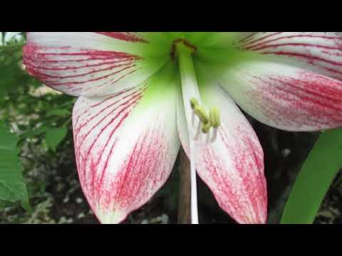 Striped Chattahoochee - New Hybrid amaryllis Hippeastrum Hybridum Flowering Plant Bulb