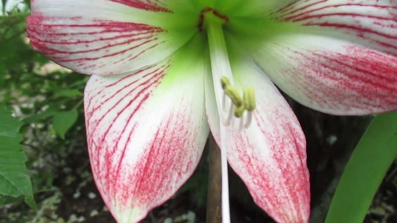 texas kaktus kaufen Kaufen Sie einen groen Euphorbia-Kaktus  Urbangreen