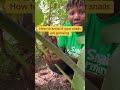 Snail Farming Reloaded! Link in comment section!