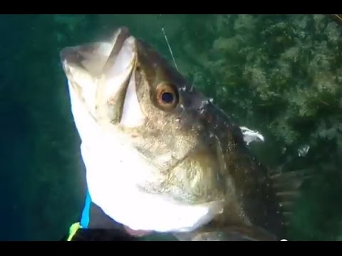 スズキ９３ｃｍ 自己最大サイズ更新 関西お魚突き４７ Spearfishing Polespear Youtube