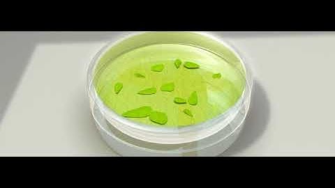 Class 10, ch- How Do Organism Reproduce- Tissue Culture