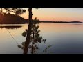 Loons on lac la croix