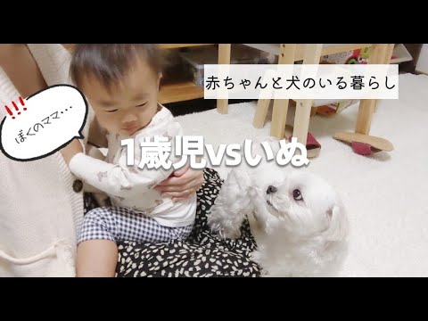 1歳児と愛犬がママを取り合いしてるのが可愛すぎる…🥺⟬マルチーズ&ポメラニアン⟭