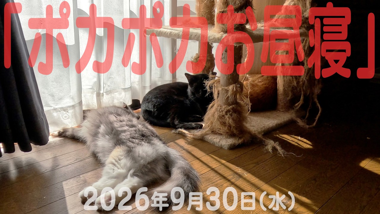我が家の猫たち「ポカポカお昼寝」2026年9月30日(水) 