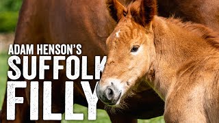 Lexy's magical surprise filly foal  Suffolk Punch Horses  Adam Henson's Farm Diaries   Ep11