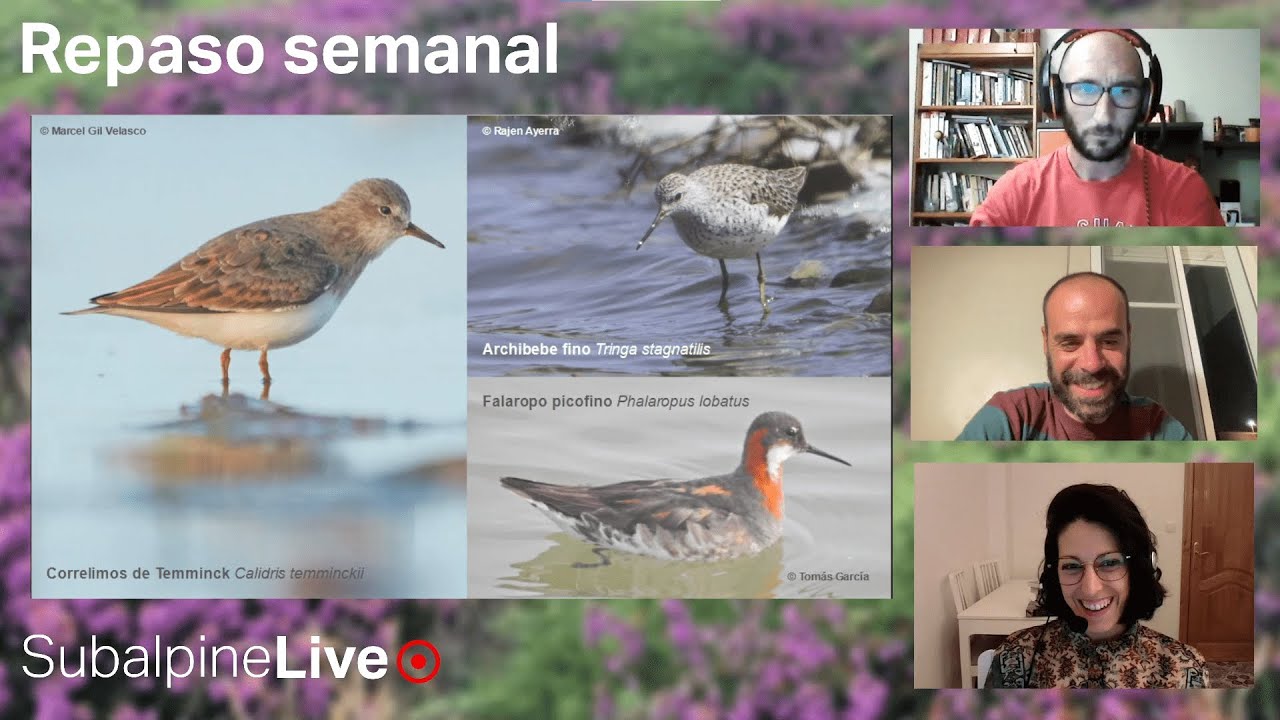 SubalpineLive P24T2 (03/05/2023): ¿especies infradetectadas (overlooked)? + Ricardo Hevia y NOCMIG