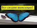 Бул видео максатка жетүүдө жардам берет! // Бул сиздин шансыңыз!