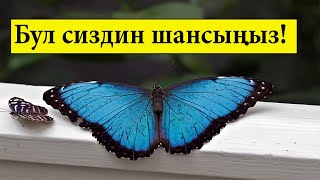 Бул видео максатка жетүүдө жардам берет! // Бул сиздин шансыңыз!