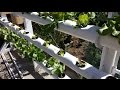Grow your own lettuce in a vertical hydroponic system