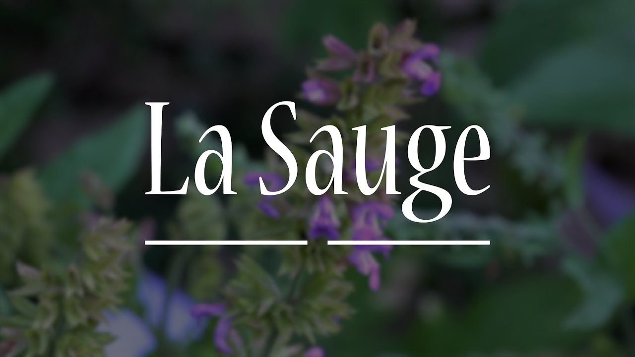 La sauge : La Plante Miracle Pour la Santé Féminine ? #herboristerie #santé #femme