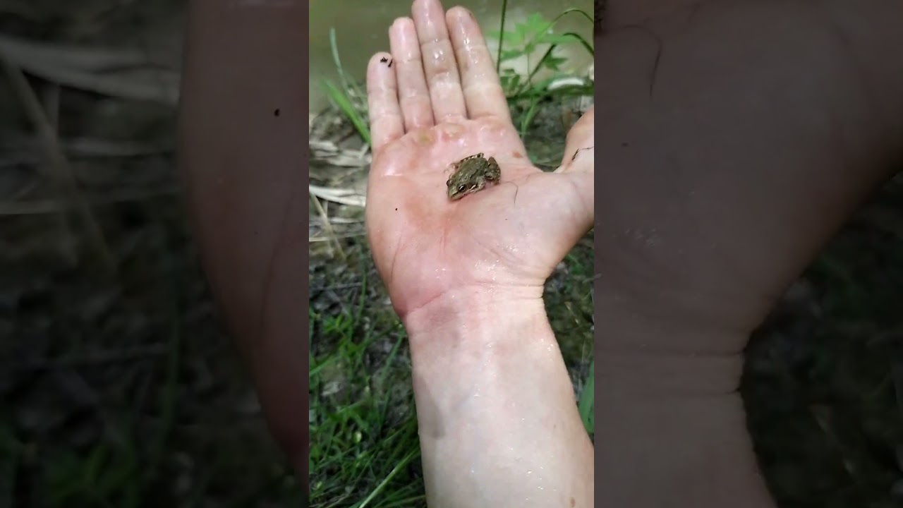 The Skol frog ran away from me