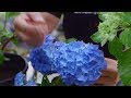 Cómo potenciar el color de las flores de las hortensias - Bricomanía - Jardinatis