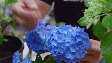 ¿Ayuda el vinagre blanco a las hortensias?