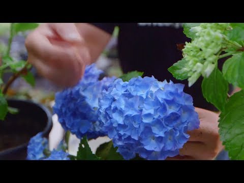 Cómo potenciar el color de las flores de las hortensias - Bricomanía -  Jardinatis - YouTube