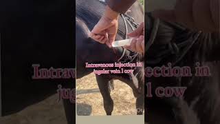 intravenous injection in cow #shorts #trending #cow #viral #veterinary #animals #vet dheeraj