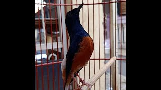 Download Lagu 🔴 SUARA Pancingan Murai Batu Mantap bikin murai lain Emosi jadi GACOR Seketika MP3