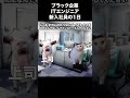 【猫ミーム】ブラック企業ITエンジニアの1日