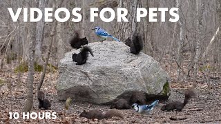 A Scurry of Squirrels on the Forest Rock - 10 Hour CAT TV for Cats to Watch 😺 - Apr 10, 2024 by Handsome Nature 4,482 views 2 weeks ago 10 hours