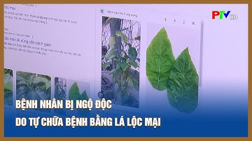 Bệnh nhân bị ngộ độc do tự chữa bệnh bằng lá lộc mại | Tin tức Phú Thọ