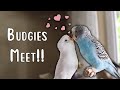 Two Budgies Meeting (FIRST TIME!) | Introducing Parakeets To Each Other | Sugar and Berry!