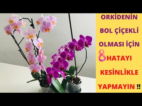 Video: Orkide Işıqlandırması: Evdəki Orkide üçün Pəncərə Işığını Necə Təşkil Etmək Olar? Hansı Lampaya Ehtiyacınız Var?