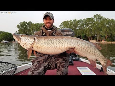 Fishing For BIG Muskys On The Fox River (New Personal Best!) 