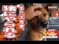 【猪猟】猪にやられる！（閲覧注意）