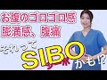 慢性的なお腹の不調は【SIBO（小腸内細菌異常増殖症）】かも！？