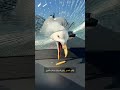 طائر غاضب حطم زجاج السيارة لأجل الطعام ضحك سريع ضحك ساخر Shortsfunny طائر غاضب حطم زجاج السيارة لأجل الطعام ضحك سريع ضحك ساخر Shortsfunny