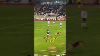 🐶Пес Выбежал на Поле⚽️