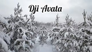 Fpv reeniä lumisessa metsässä | Dji Avata | 4K