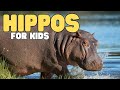 Hippos for kids  learn all about hippopotamuses