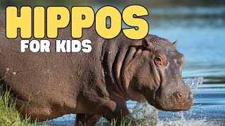 Hippos for Kids | Learn all about hippopotamuses by Learn Bright 4,152 views 2 weeks ago 7 minutes, 19 seconds