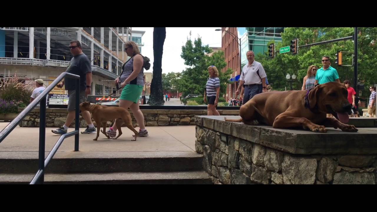 Lindsey's Legacy/Rhodesian Ridgeback Trainers/Amazing Dog Training