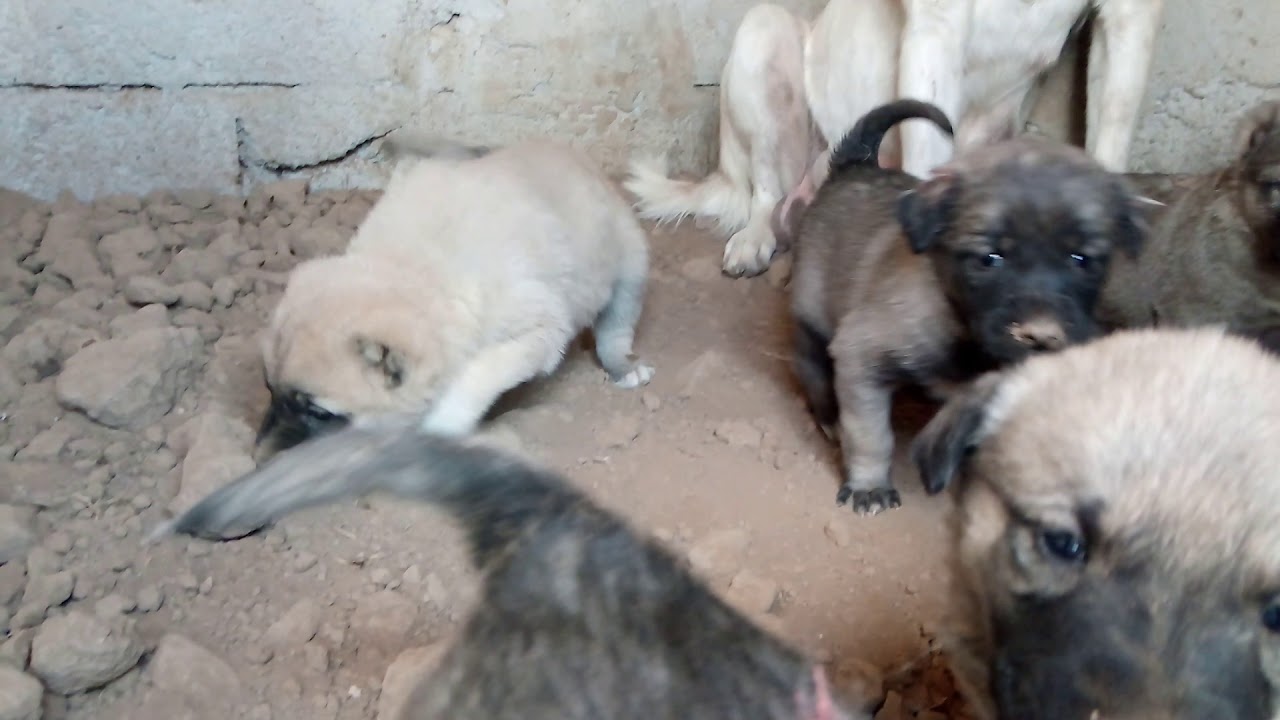 samsun köpek çiftliği satılık köpekler
