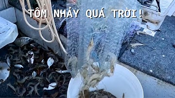 Chài Tôm Nước Sông Nông Cạn - Prawns in the Shallows | #81 | Đức Ở Úc Câu Cá
