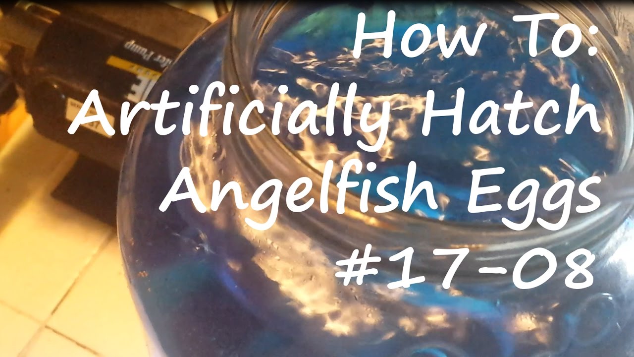 How to Artificially Hatch Angelfish Eggs 1708 YouTube