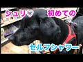 【黒ラブパピー】シュリ初めてのセルフウォッシュに挑戦！