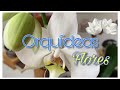 Orquídeas seguimiento de Flores 💐| Tips y experiencia con ellas 💖