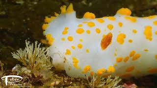 Clown dorid, Triopha catalinae eating hydroids by Rendezvousdiving 180 views 2 years ago 14 seconds