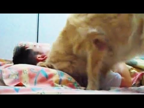 funny-pets-waking-up-their-owners-(part-2)-😂⏰-[funny-pets]