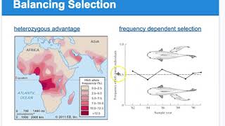 APBIO7 Evolutionary Forces