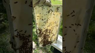 These are some big frames! #beekeeper #beekeeping #beehive #honey #primalbeehive