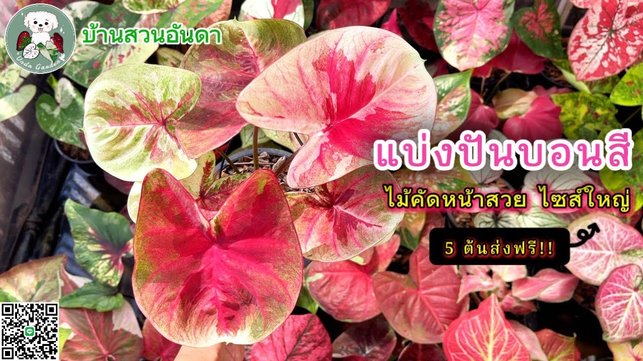 แบ่งปันบอนสีวันที่ 8 ก.พ. 2569 #บอนสี #caladium #garden #plants #ไม้ด่าง #plantlover #shorts 