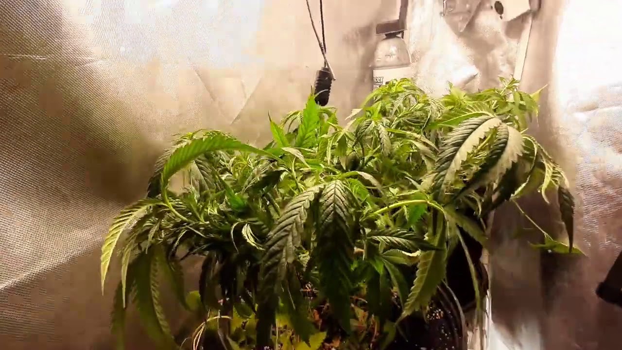 Intents Growing Viparspectra XS 1500 Grow light Review Pt 2 with The Enhancer CO2 canister