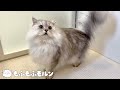すっかりシャンプーに慣れた猫をご覧ください 【サイベリアン】