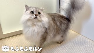 すっかりシャンプーに慣れた猫をご覧ください 【サイベリアン】