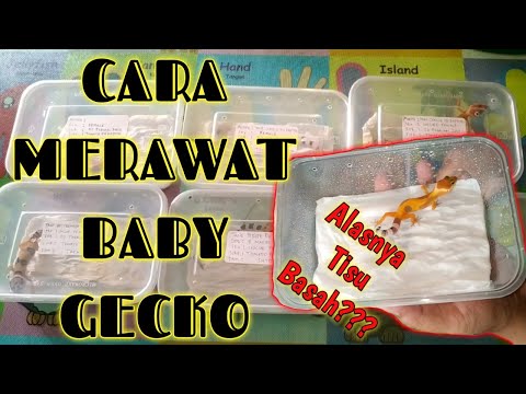 Video: Cara Merawat Bayi Tokek - Perawatan Bayi Kadal