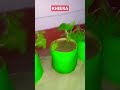 CUCUMBER  IN GROW BAG #agriculture #khirakikheti #farming #jaivikkheti #farmer #khetkhajana #indian